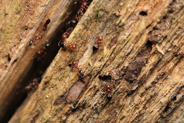 Black carpenter ant macro photo