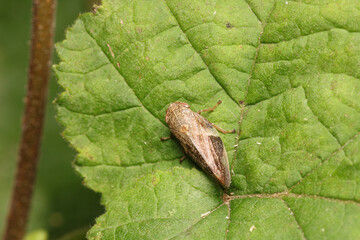 glassy winged sharpshooter insect macro photography