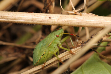 Halyomorpha Halys insect macro photo