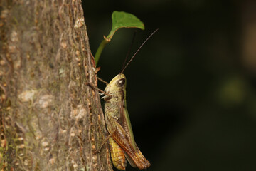 rufous grasshopper insect macro photo