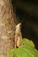 rufous grasshopper insect macro photo