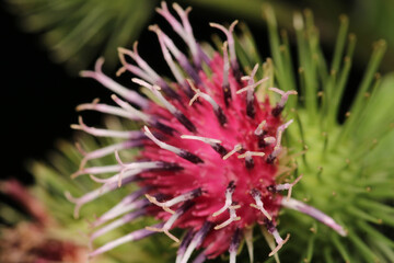 natural lesser burdock flower photo