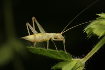 natural oecanthus fultoni insect macro