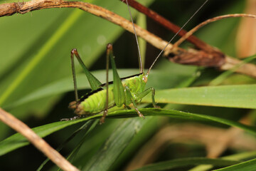 Fototapeta premium hexacentrus japonicus insect macro photo
