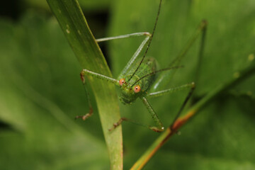 hexacentrus japonicus insect macro photo
