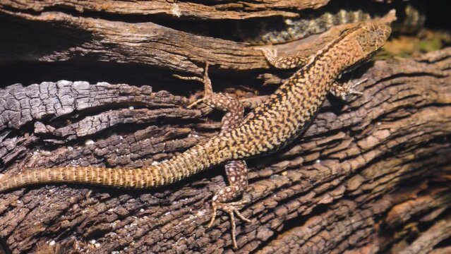 A brown Lizard on a tree log walking away