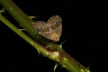 natural ricania insect macro photo
