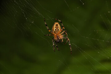 Natural Linyphia Triangularis Spider Macro Photo