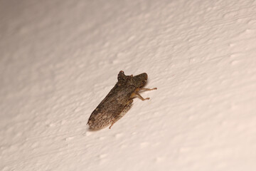 buffalo treehopper beetle macro photo
