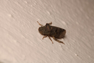 buffalo treehopper beetle macro photo