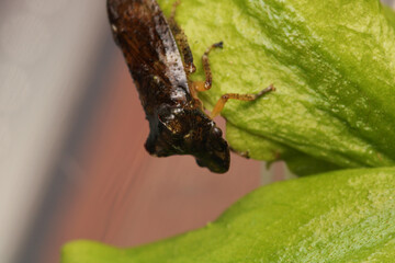 buffalo treehopper beetle macro photo