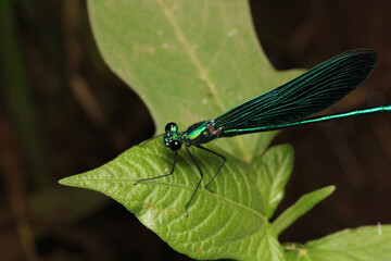 zygoptera green dragonfly macro photo