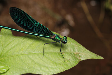zygoptera green dragonfly macro photo