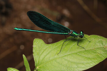 zygoptera green dragonfly macro photo