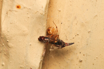 natural parasteatoda tepidariorum spider macro