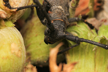 Morimus asper black insect macro photo