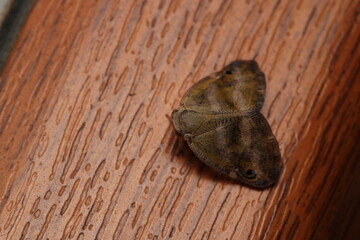 natural ricania insect macro photo