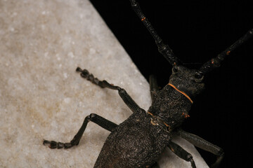 Morimus asper black insect macro photo