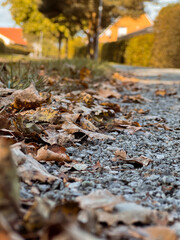 Yellow golden autumn leaves on the sidewalk in the park