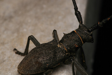 Morimus asper black insect macro photo