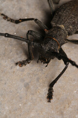 Morimus asper black insect macro photo