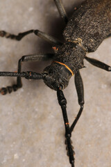 Morimus asper black insect macro photo