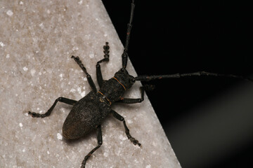 Morimus asper black insect macro photo