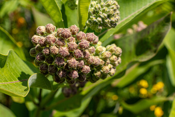 Close-up of purple flowers on green plant - spherical clusters of small petals with green base and curled edges - large leaves in blurred background. Taken in Toronto, Canada. - Powered by Adobe