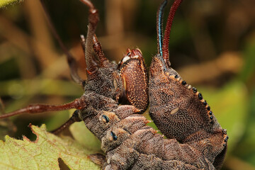 stauropus fagi insect macro photo