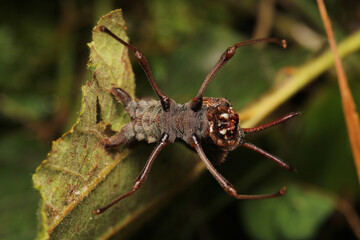 stauropus fagi insect macro photo
