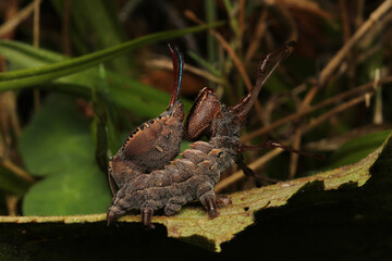 stauropus fagi insect macro photo