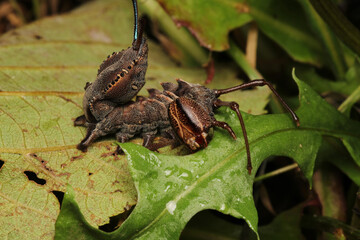 stauropus fagi insect macro photo