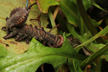 stauropus fagi insect macro photo