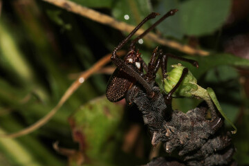 stauropus fagi insect macro photo