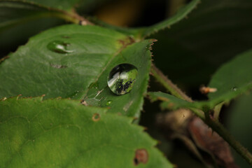 water drops macro photo on grass