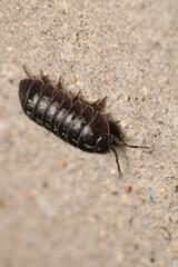 Isopods beetle animal macro photo