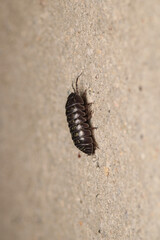 Isopods beetle animal macro photo