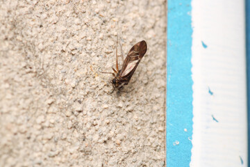 macro photo of housefly facing back