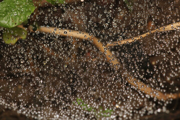 water drops macro photo on grass