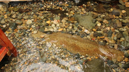 photo of stream in natural forest