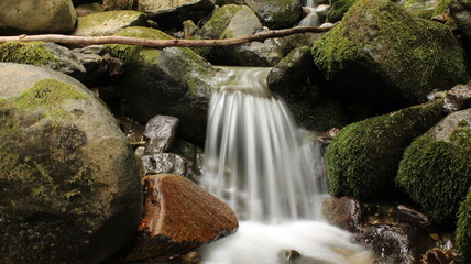 photo of stream in natural forest