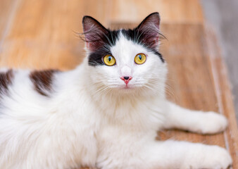 gato branco e preto com olhos amarelos deitado no chão e olhando para cima
