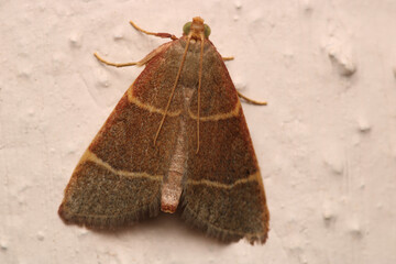 lymantria dispar moth macro photo