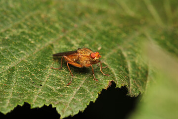 macro photo of housefly facing back