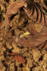natural oecanthus fultoni insect macro