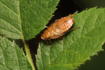 Natural Ectobius pallidus insect macro photo