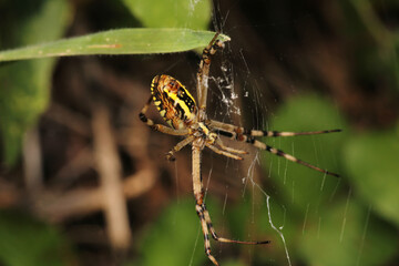 argiope bruennichi spider macro photo