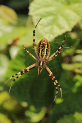 argiope bruennichi spider macro photo