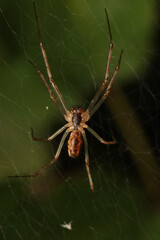 argiope bruennichi spider macro photo