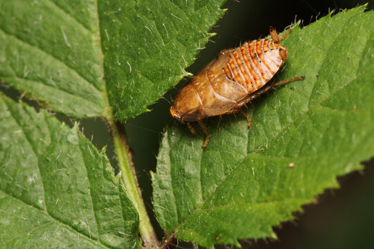Natural Ectobius pallidus insect macro photo